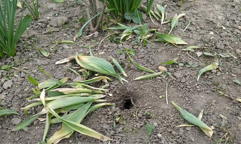 A tulipánod csak kijött a földből, aztán szó szerint kijött a földből? Itt a bűnös, aki a hagymákat ette meg