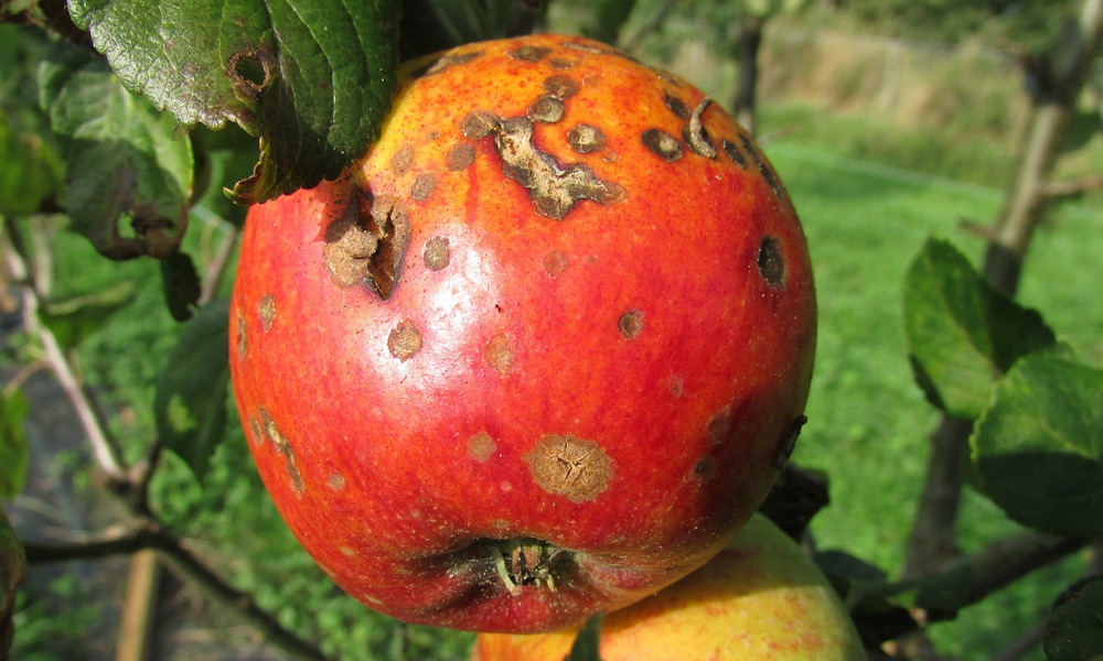 Ősszel kell cselekednünk, ha jövőre nem szeretnénk, hogy az alma varasodása újra fertőzzön