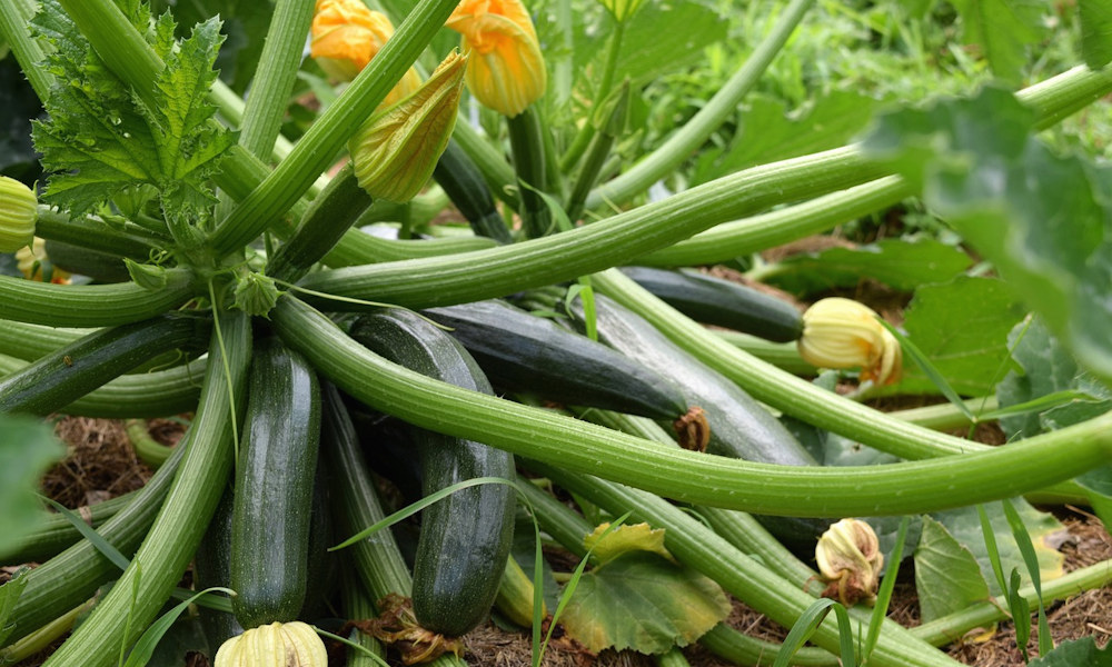 Bemutatjuk a növénytársítás előnyeit és a cukkini legjobb szomszédait