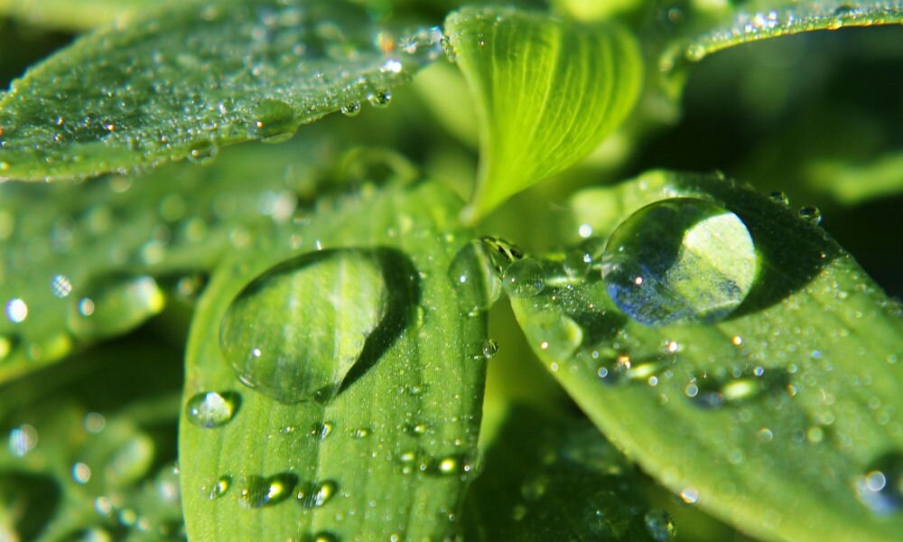 A hidrogén-peroxid felhasználása a kertben: árt vajon a növényeknek?