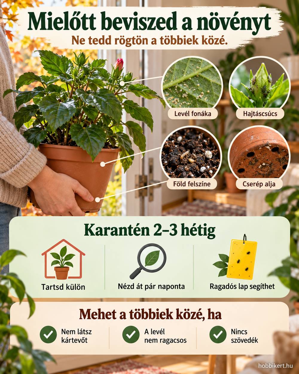 Mielőtt beviszed a növényt