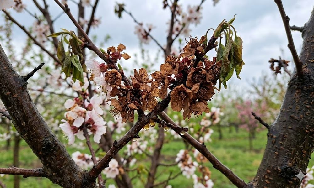 Eső, hűvös, virágzás: most indul a monília-szezon? Ebből a 6 jelből időben észreveszed