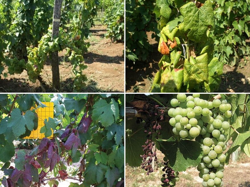 Borvidékeket veszélyeztet a szőlőt károsító fitoplazma