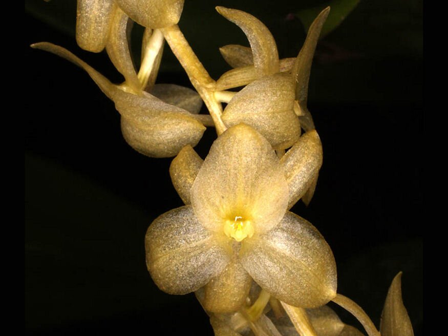 orchidea dendrochilum hampelii 03