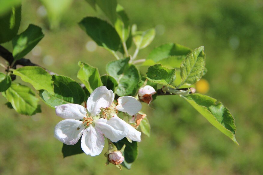 Virágzó villányi almafa