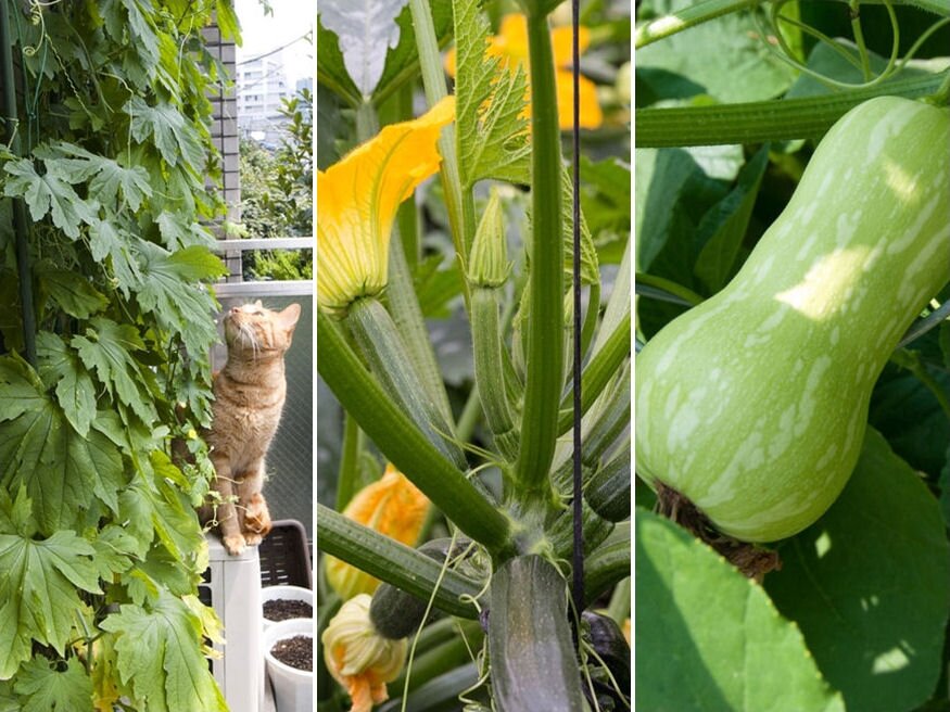 9 konténeres növény éhes balkonkertészeknek