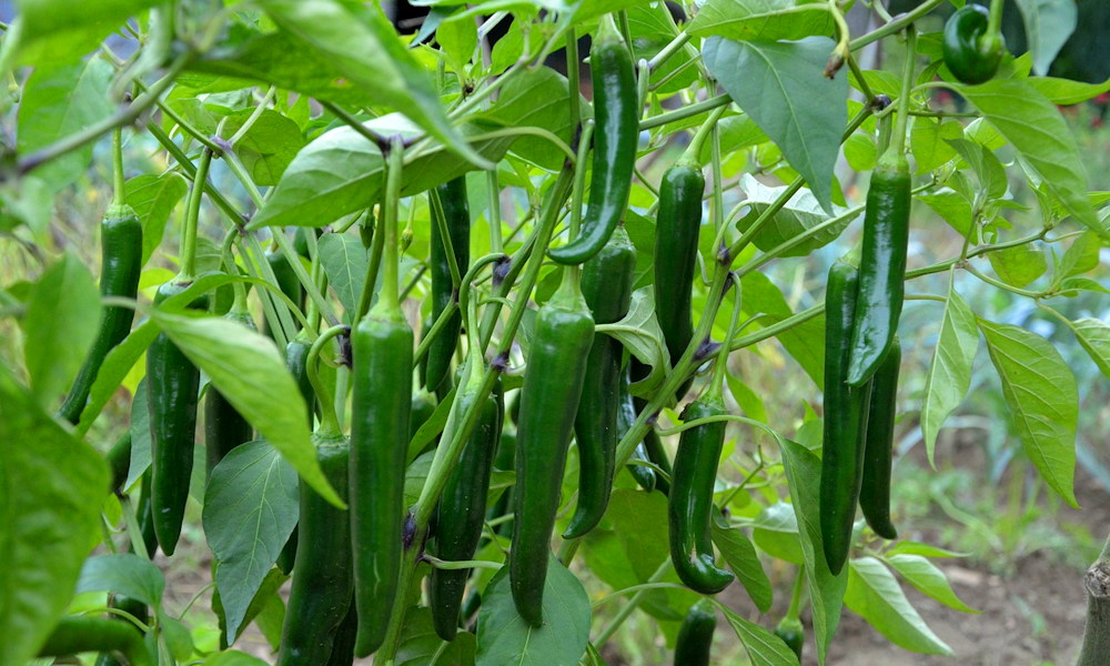 Bokrosodj, paprika! – Így metszd a palántáidat, hogy több termést hozzanak