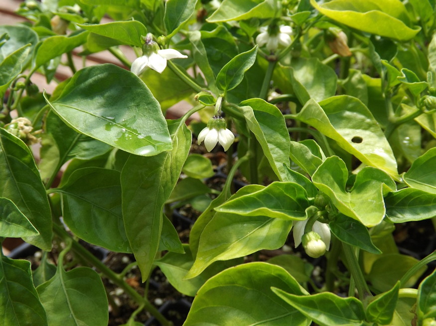 bokrosodj paprika 02