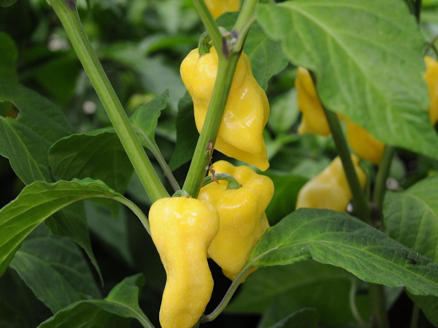 bokrosodj paprika 03