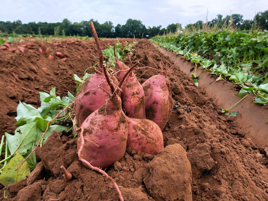 Nem krumpli, de burgonya: a melegkedvelő édesburgonya védett helyet kíván a kertben