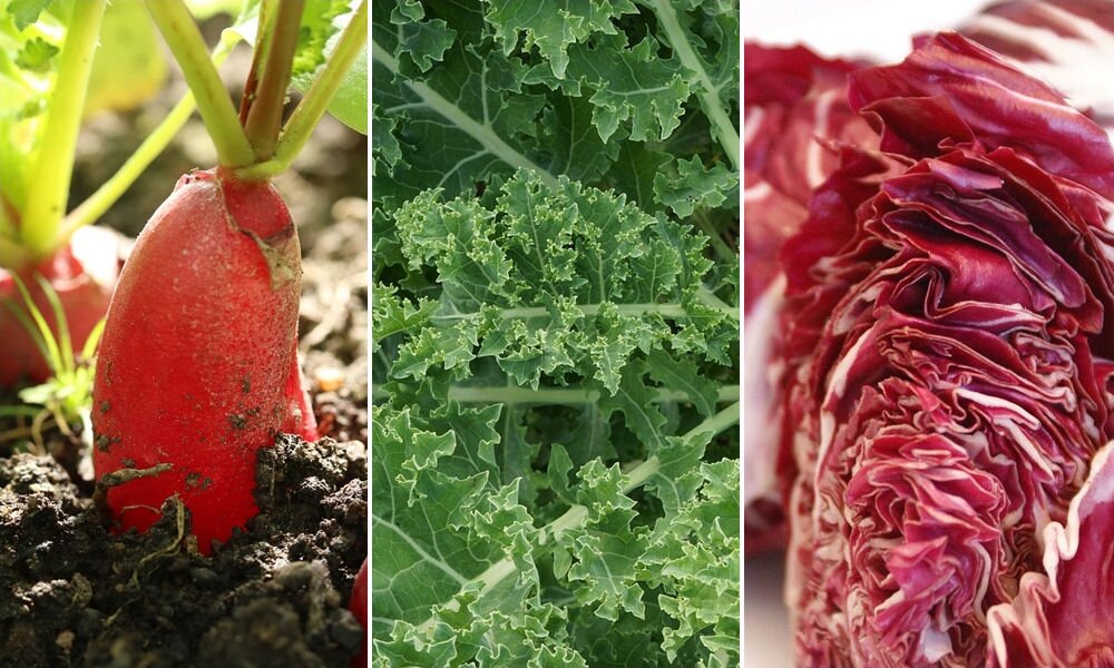 Friss kerttulajdonosok, figyelem: íme öt, könnyen termeszthető zöldségféle