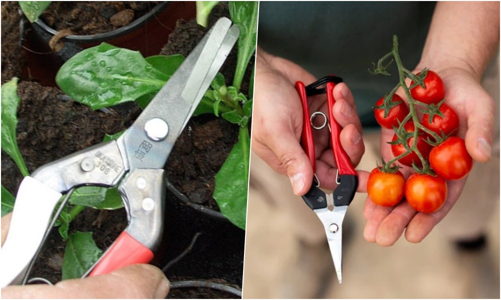 FELCO vagy Okatsune? Melyik szüretelőolló illik jobban a kezedbe?