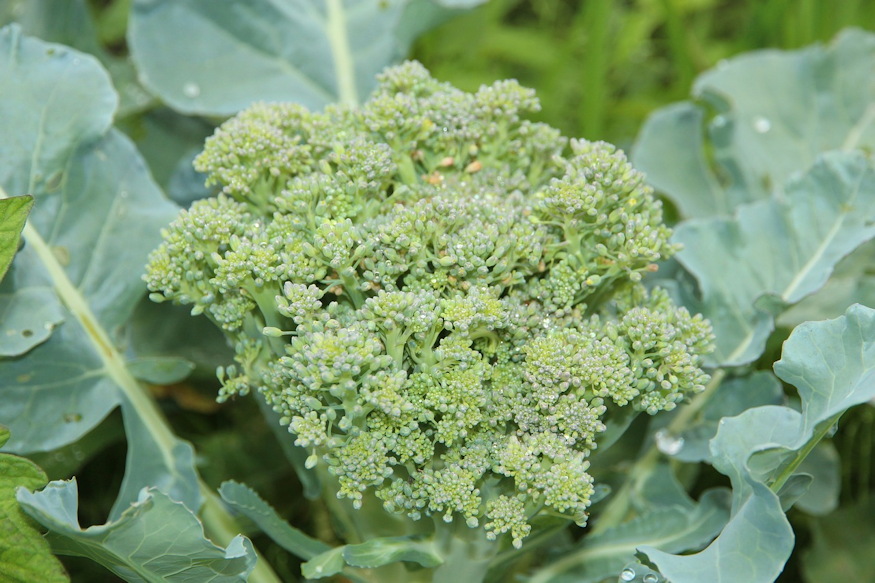 juniusi lecsenges 03