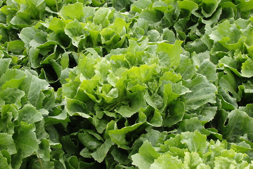 juniusi lecsenges 04