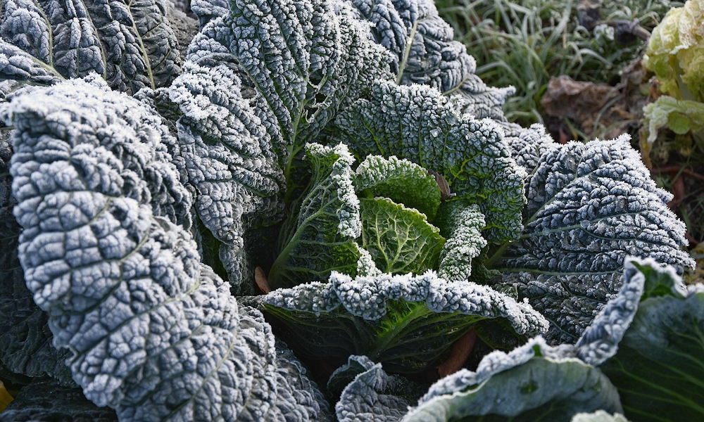 A konyhakert nem zár be – így él tovább a vetemény télidőben