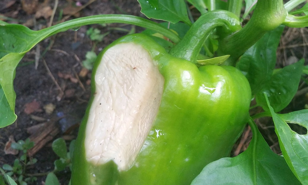 Megéghet a paprika? – Napégés nyáron a konyhakertben