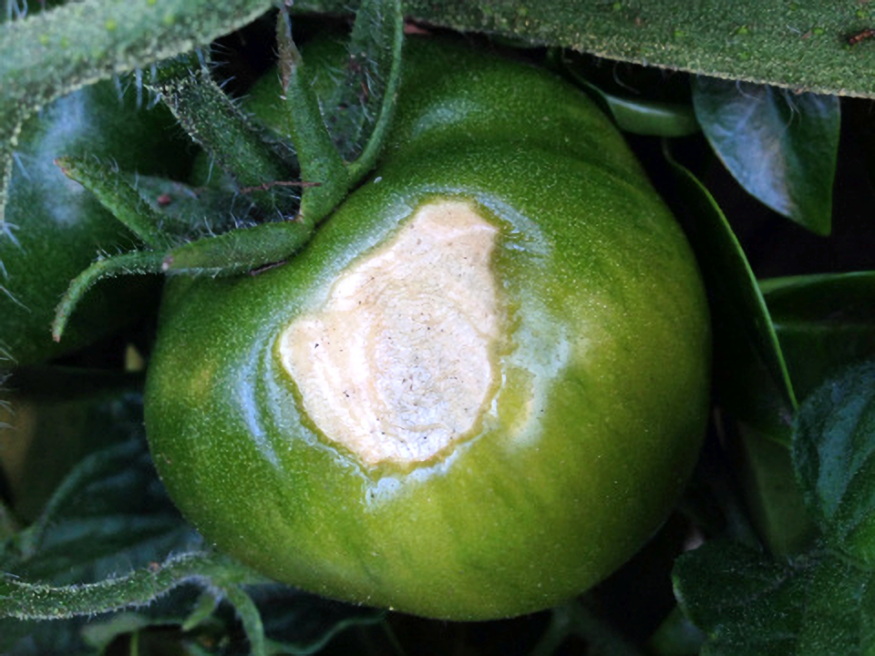 megeghet a paprika napeges 02