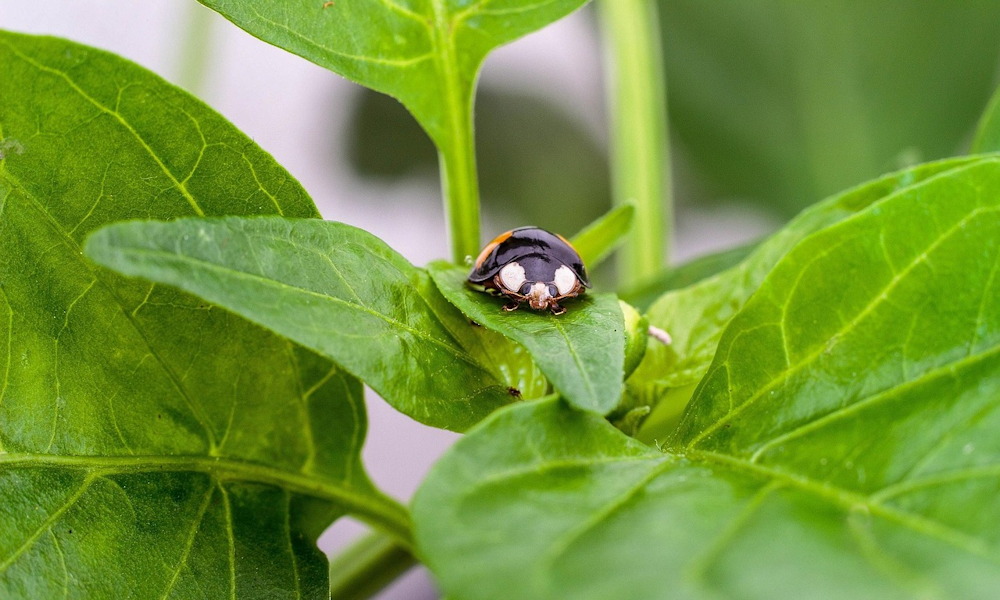 Miért nem nő a paprika palántád? – 5 gyakori ok és a megoldások
