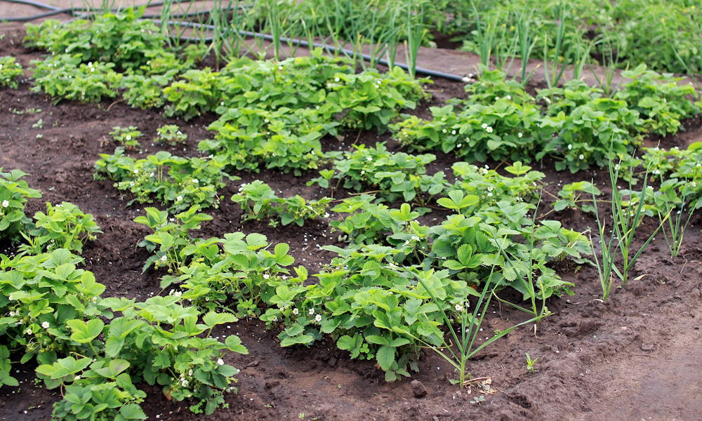 A műtrágya nem csodaszer – csak gyorsétterem a növénynek