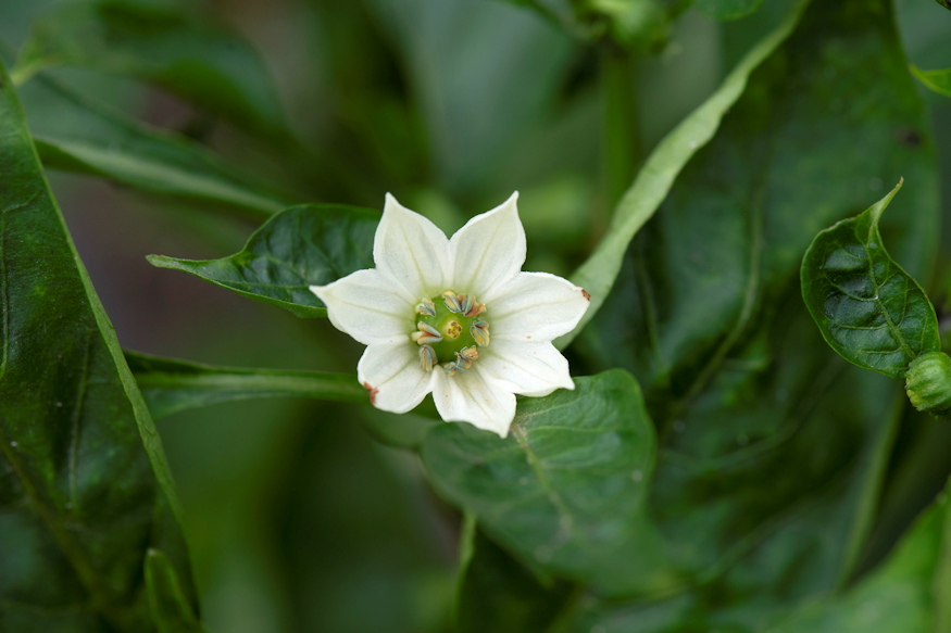 oszi paprika paradoxon 02
