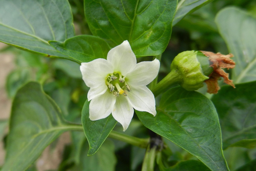 oszi paprika paradoxon 03
