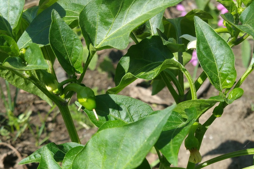 paprika juniusi kertben 02