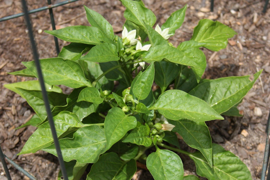 paprika juniusi kertben 03