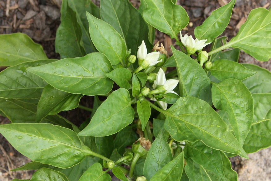 paprika juniusi kertben 04