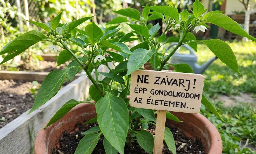 Miért nem terem a paprika? A júniusi csendnek több oka lehet
