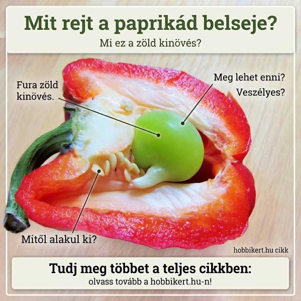 Paprika nő a paprikában