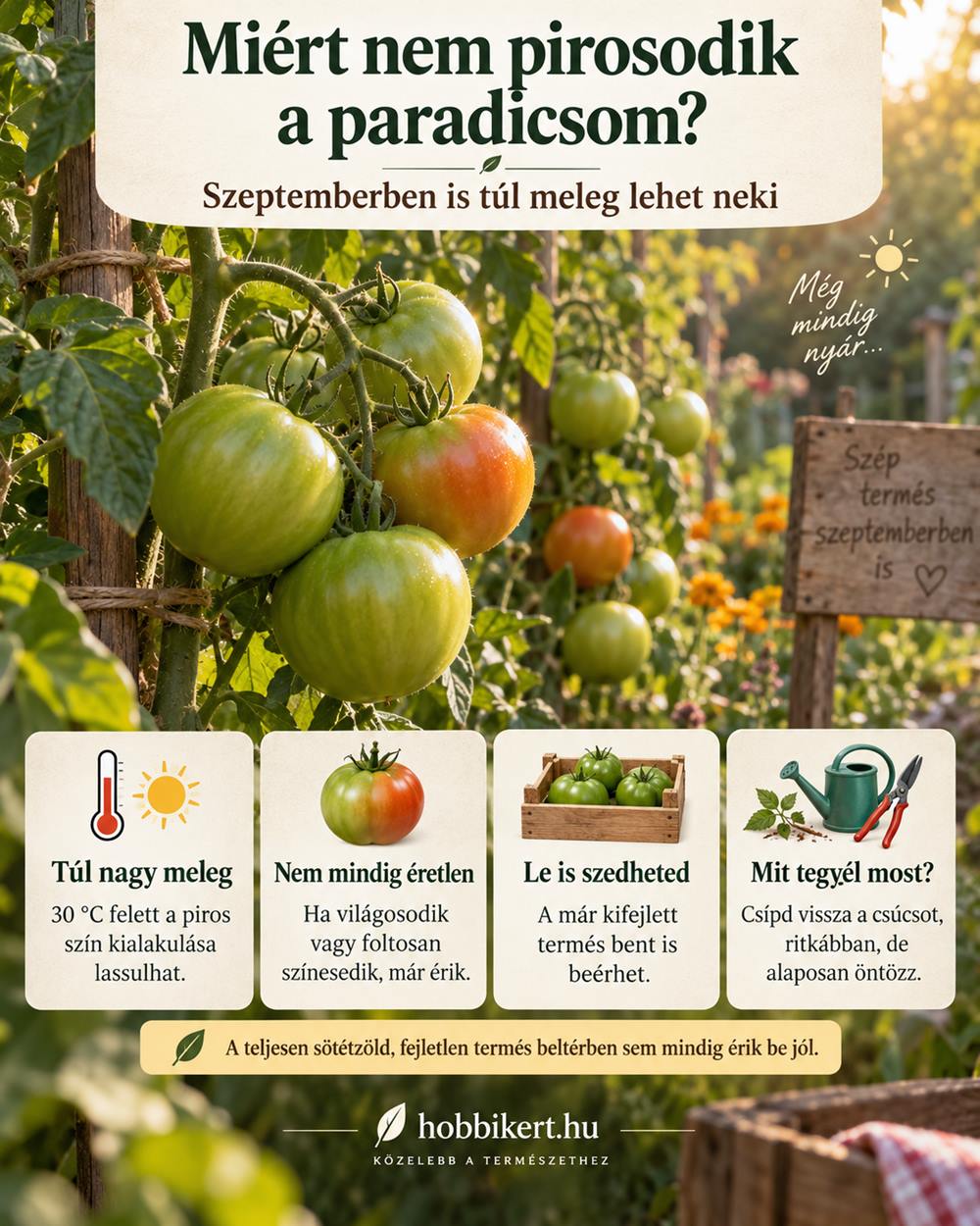 Miért nem pirosodik a paradicsom?