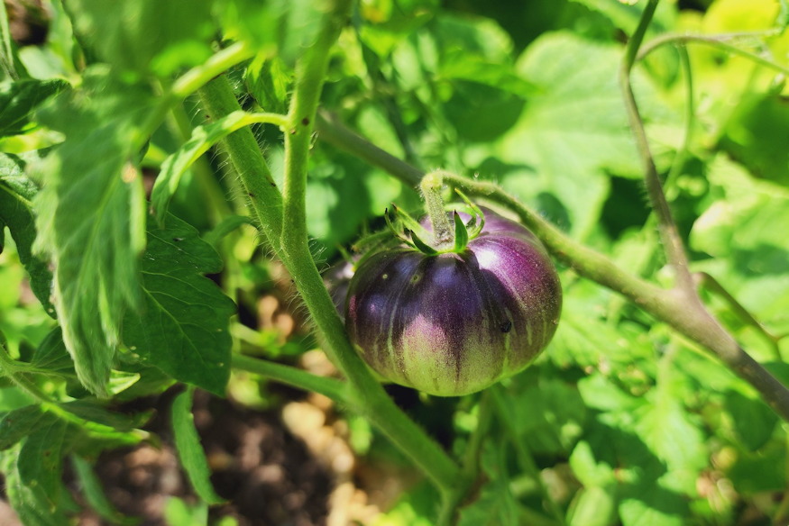 paradicsommal augusztus kozepen 04