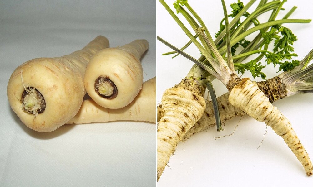 Pasztinák és gyökérpetrezselyem: miként tudjuk megkülönböztetni a két nagyon hasonló zöldséget?