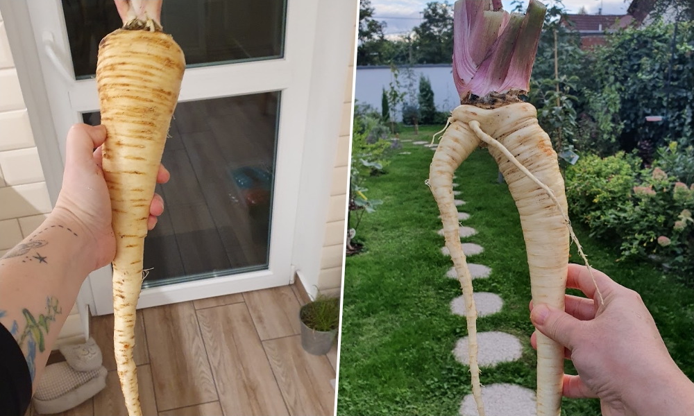Petrezselyem helyett paszternák – a kertem (és a levesem) meglepetése