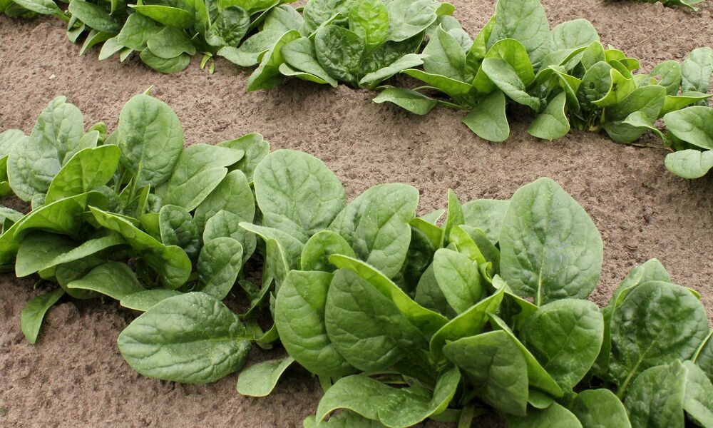 Miként csökkenthető a spenót (és más korai zöldségek) nitráttartalma?
