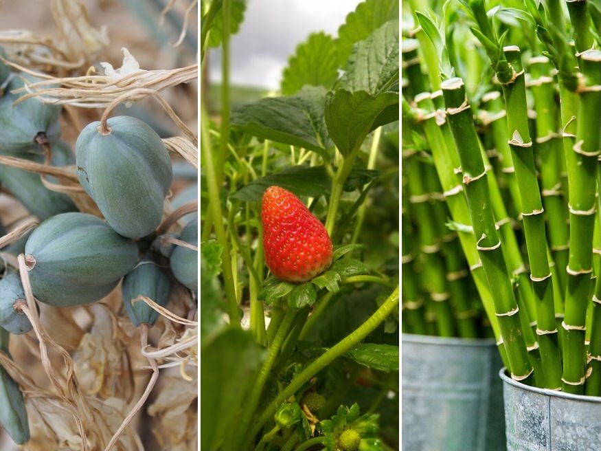 A növényszaporítás öt bevált módszere – melyiket ismered?
