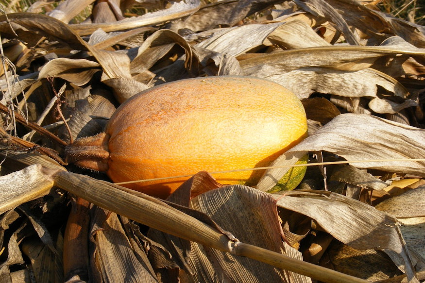 tokon paszulyon tul 06
