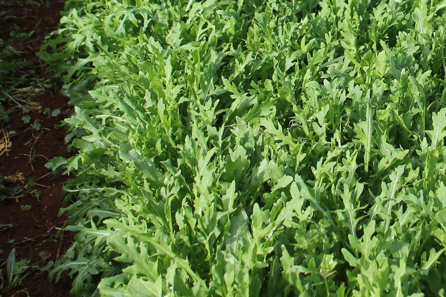 vethetsz augusztus vegere 05